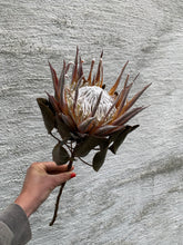 Last inn bildet i Galleri-visningsprogrammet, Protea tørket
